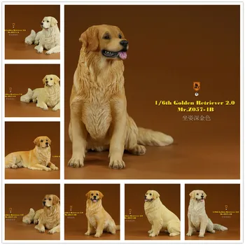 Mr. Z 1/6 Golden Retriever Figura do Cão de Estimação Modelo Animal Colllector Decoração Brinquedos Animais Modelo de colecionador de Brinquedos do Cão Para criança